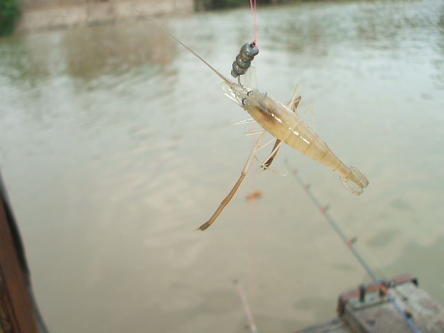 กุ้งนะครับ มองดีนะครับ
 :grin: :grin: :grin: :grin: :grin: