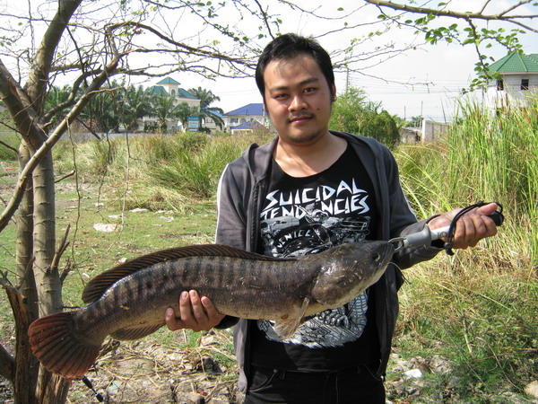 สรุปว่า ตัวนี้หนัก 6.5 Kg กินลูกปลาดุกลอยทุน ตอน บ่าย 4 โมงกว่า ส่วนผมระดมกำลังที่มีเอาไป จัดไปซะทุก