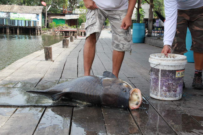 ตัวนี้น่าจะ 5 กระดานครับ..หนักเท่าไหร่ไม่รู้.. :laughing: :laughing: :laughing: