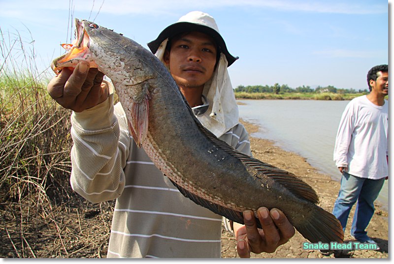                                                                                             ดูเหมือน
