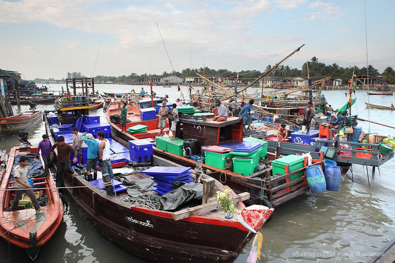 ที่แพปลาด้านข้างๆจะมีเรือเอาหมึกเอาปลามาขึ้นตลอด 