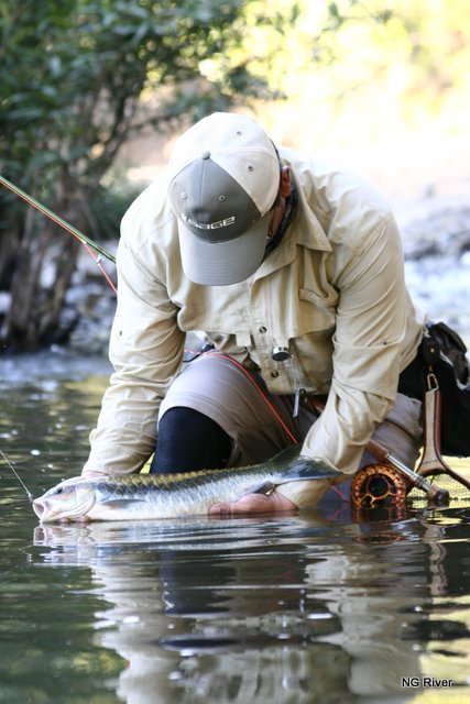 ผมตกปลาพวงน้ำเงินได้ (แต่คงไม่ช่ายมาร้อยๆกันเป็นพวงๆ)   Art FlyFishing