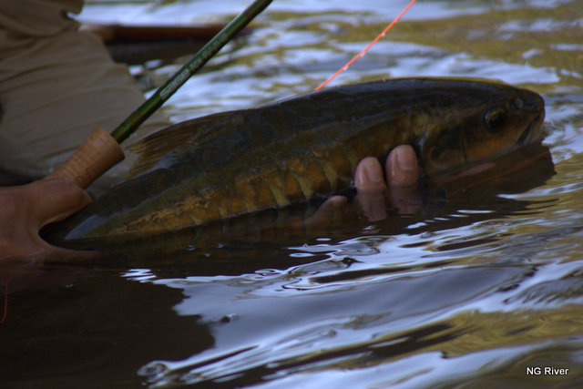  คำว่า Catch & Release เปี่ยนตัวเราก่อน   ก่อนที่......??????