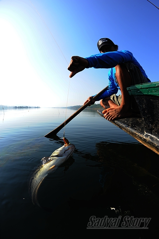 สุดท้ายขอลาจากด้วยภาพที่ผมชอบที่สุดในทริปนี้ 

วันชัยไต๋คู่ใจกับชะโดวัยขบเผาะ สมกันเสียยิ่งกว่ากิ่