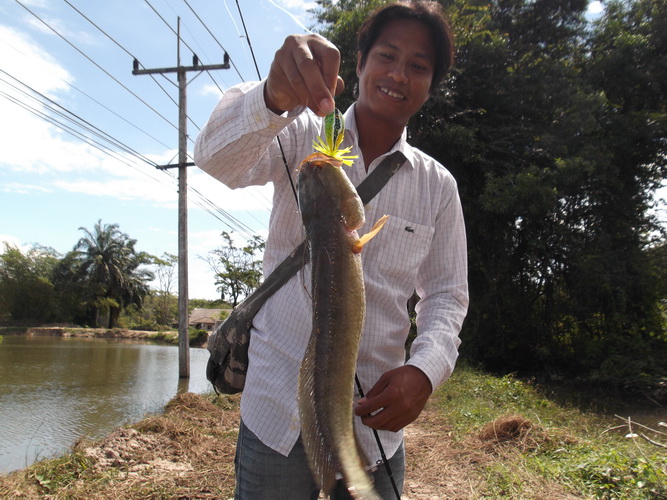 [q][i]อ้างถึง: fishingjoke posted: 20-01-2555, 03:16:18[/i]

+++++ครับ :cheer: :cheer: :cheer: :ch