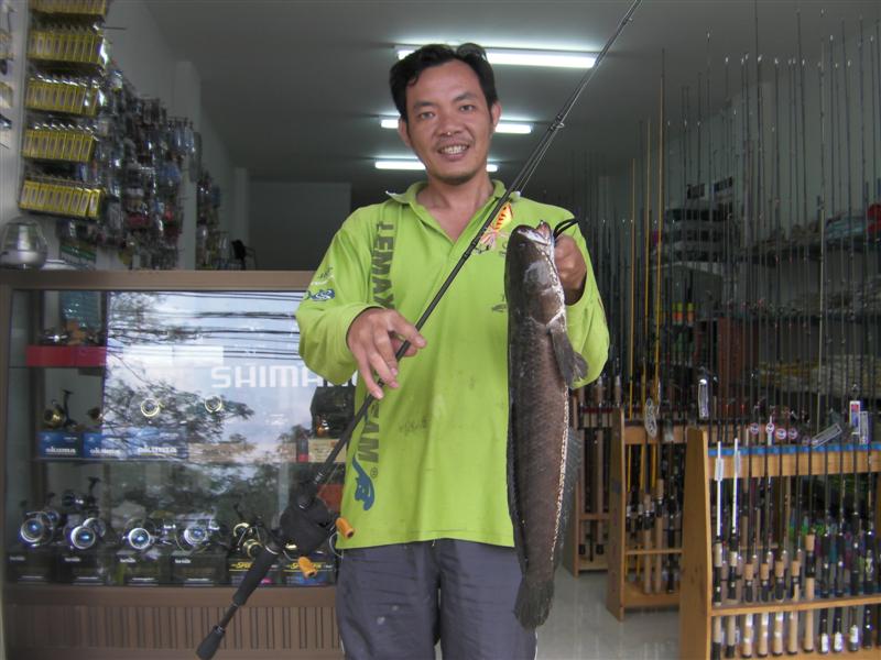 1.8 กก. ครับ ตัวแรกของปี และเป็นช่อนตัวแรกในรอบหลายเดือน ( ตีแต่โด+สูบ)