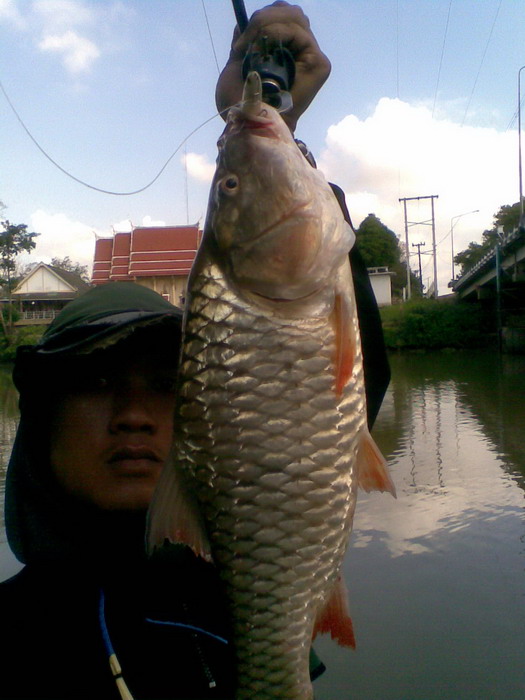 ตัวที่สองตามมา ตัวนี้เป็นพระเอก โทรฟี่เลยครับ :cheer: