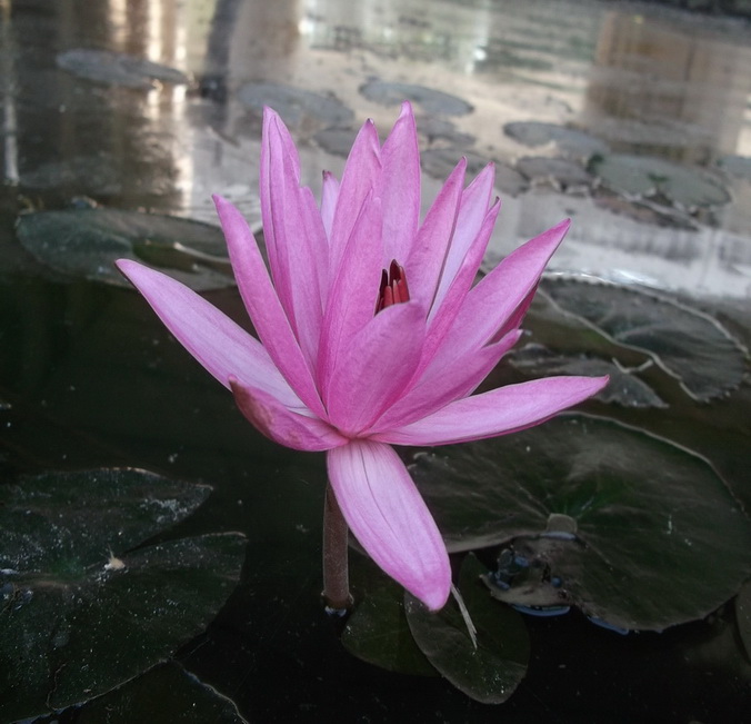 ++++++ :rose: :rose: :rose: :rose: :rose: :rose: :rose: :rose: :rose:++++