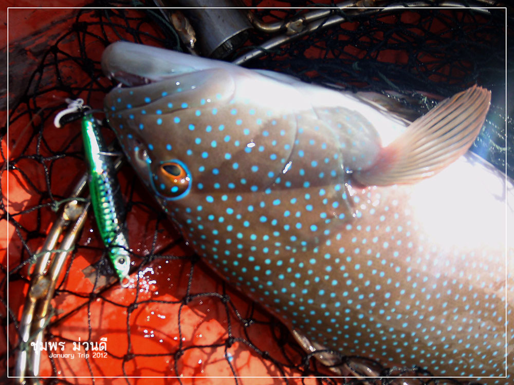 



การ  Light Jigging  คนดอยอย่างผมไม่ประสี เท่าใครหลายคน

แต่เท่าที่เพื่อนๆ ผมติวเข้มมา มันไ