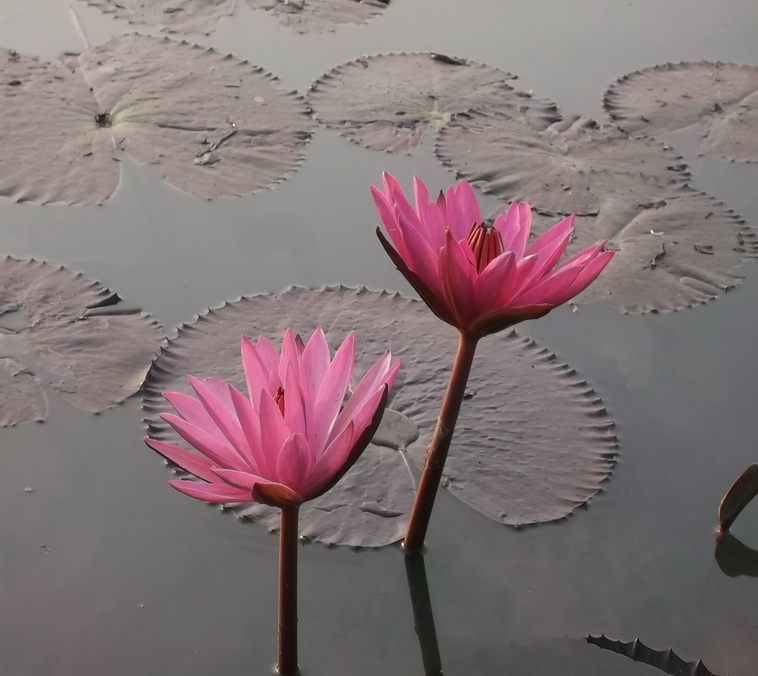 +++สวยทั้งสองดอกเลยยย++++ :love: :love: :love: :love: :love: :love: :love: