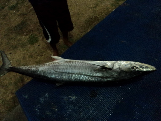 ลองโทรหา กัปตันเปี๊ยก เรือสมศักสมุทรดู กัปตันเปี๊ยกบอกว่าได้อินทรี 2 ตัวแล้ว
เลยบอกกัปตันเปี๊ยกว่า 