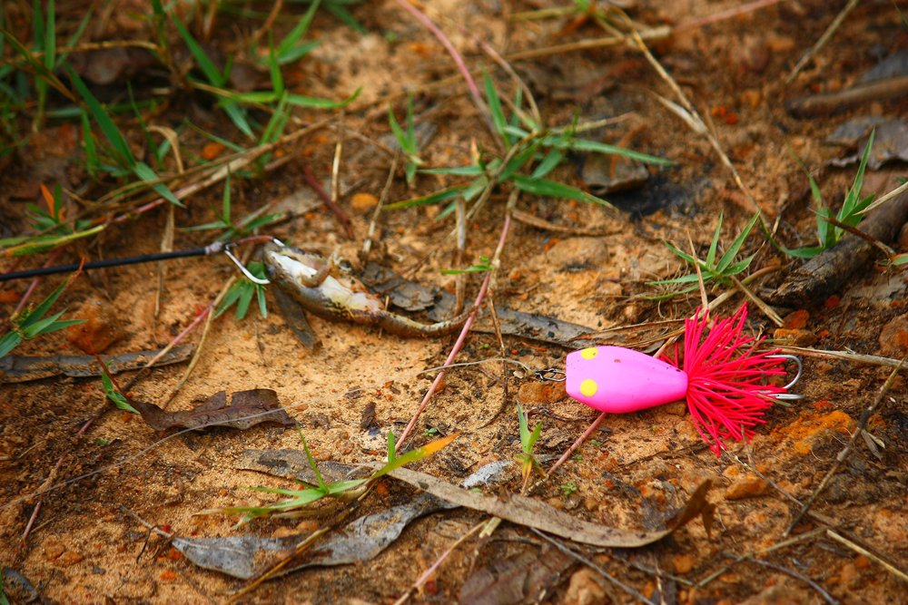 ชั่งน้ำหนัก เทียบส่วนสัด วัดขนาดกันก่อนครับ....สูสี ๆ

ตอนแรกจะเอา Lady Pink "ไข่ชมพู" ลงปะทะ...