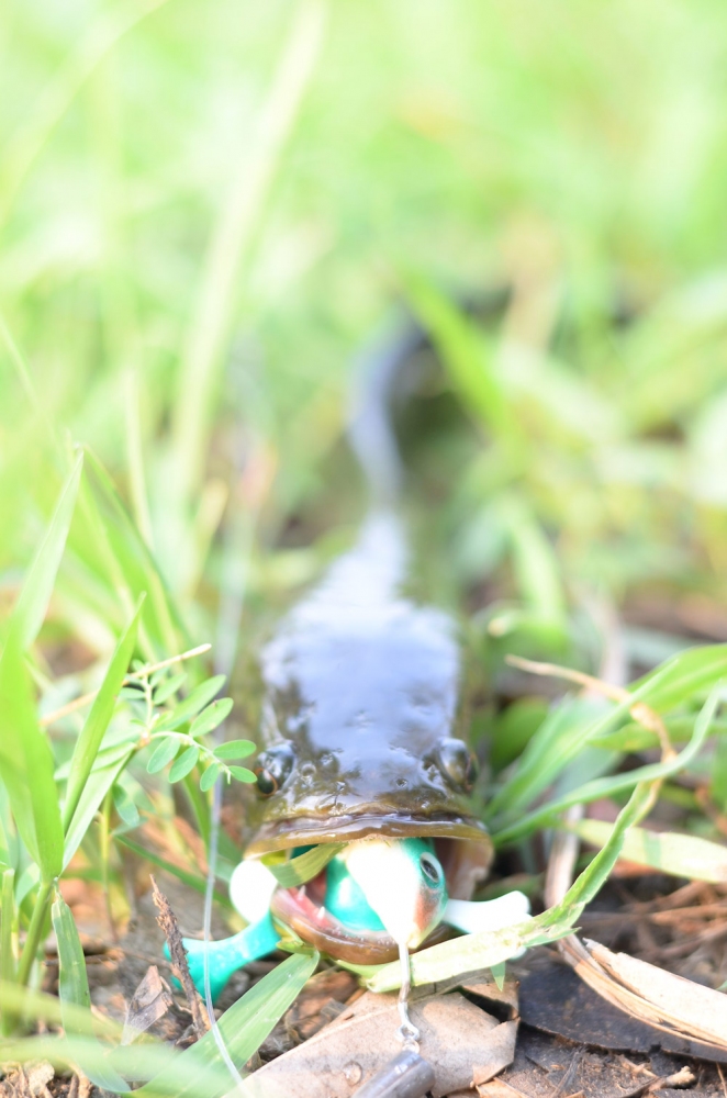   [b]ตัวนี้ บ่อย  ปลาตัวยาวเป็น ดาบเลย[/b]    :grin: :grin: :grin: :grin: :grin: