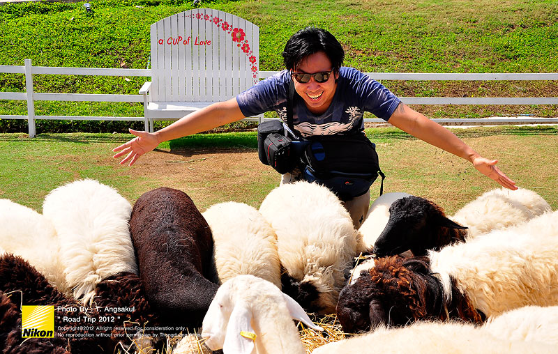 สถานที่แห่งนี้จัดวางตัวเองได้น่ารักมากในความคิดผม หรืออาจเป็นเพราะความน่ารักของเจ้าแกะตัวน้อยที่เดิน