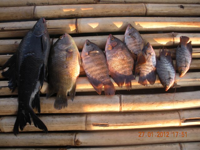 ปลาทำอาหารตอนเย็นคับเลือกตัวเล็กสุดไปทำปลาแรดใช้เบ็ดเบอร์4ตกข้างแพคับ
