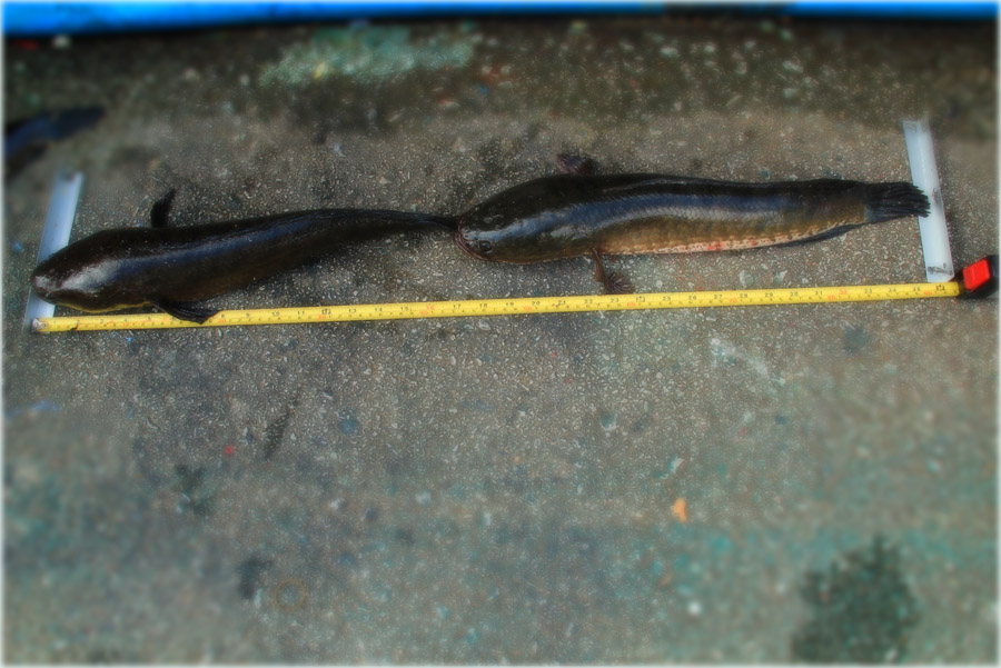  [b]ถ้าไม่นำก็แย่ละตัวนี้ เกือบเมตร [/b] :mad: :mad: :mad: :mad: