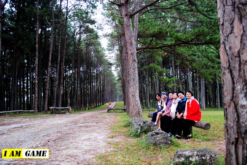 ขับรถมาอีกซักหน่อย เจอ แนวต้นสนสวย ขอถ่ายรูปสาวๆ นิดนึง   บรรยากาศยามเช้า ช่างเข้ากันดีเหลือเกิน  อย