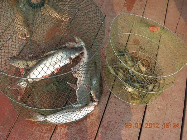 จุดมุ่งหมายโดยรวม..(น้องปลากับน้องกุ้ง)..