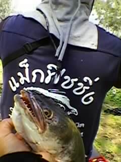 ตามความเป็นจริง