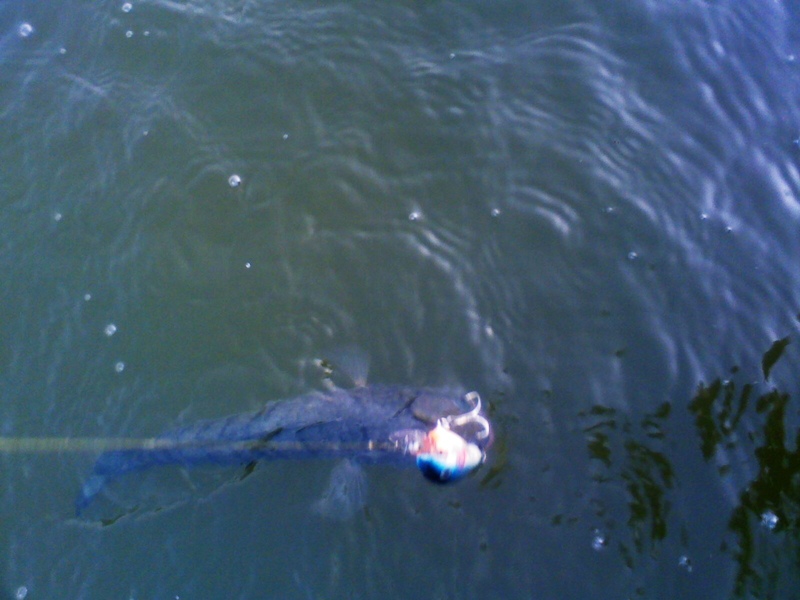 กะเเล้ว จัด Rapala FATRAP.  โดนเลย 

 :grin: :grin: :grin: :grin: