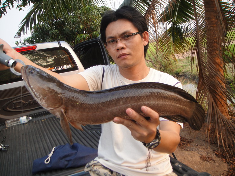 สวัสดีครับน้า รอกเก่าๆ
สวัสดีครับน้า Kengkung.okubo  หมายนี้ตัวประมาณ 1 kg. มีเยอะครับ แต่ไซร์ 2 นา