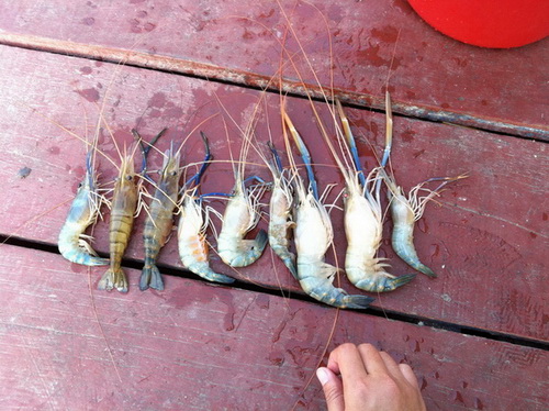 รวมกุ้งครั้ง2 ปลาไม่ได้ถ่าย