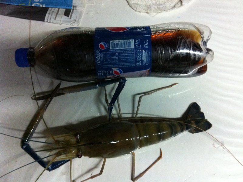 กุ้งที่ คุณแฟนได้ 3ขีดนิด ๆ แม่คุณตกแต่กุ้งอย่างเดียว ที่นี้ไปอาทิตย์ละ 2 ครั้งเลย ครั้งล่าสุดซัดกุ้
