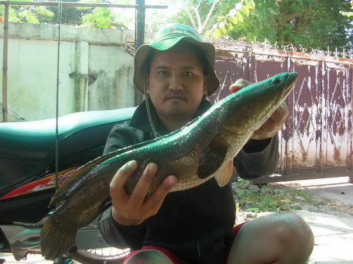 ผลงานรวมๆ  หมายนี้ครับ    :grin: :grin: