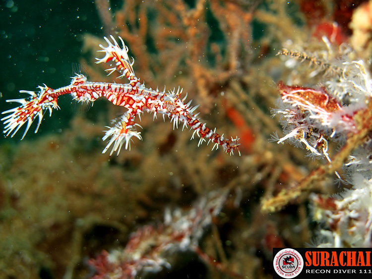 

[b]Ghost pipefish ชนิดนึงหายากเป็นที่ต้องการจะเจอของนักดำน้ำครับ[/b]