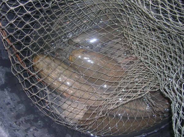 ครึ่งวันได้มา  4.5  kg  Z  [ บ้านพ่อตาครับ)  สงกรานต์นี้เจอกันอีกแน่55555 :cool: :cool: :cool: