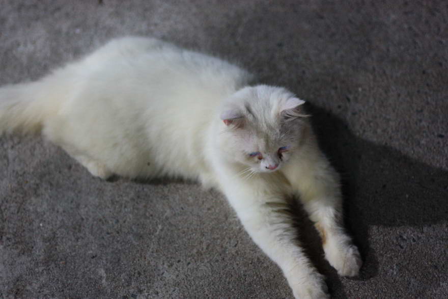 แมวบ่อ :cheer: :cheer: :blush: