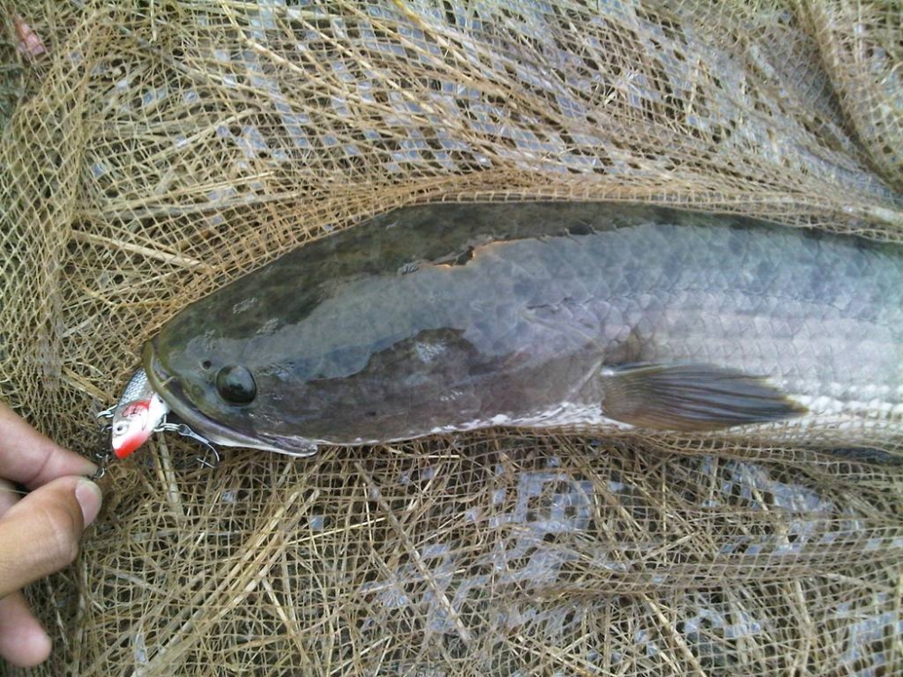 เปิดซิงครั้งแรกกับ Rapala rattlin **หนุกดีแหะ!