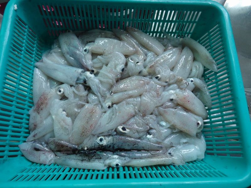 


            หมึกเหยื่อที่เหลือครับ  