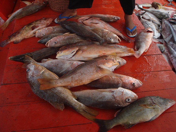 วิ่งเรือกลับ 

ก่อนขึ้นฝั่ง เเบ่งปลากันดีกว่า

เพื่อไม่เสียเวลา อังจ้อ บ้าง หัวเสี้ยมบ้าง  

 