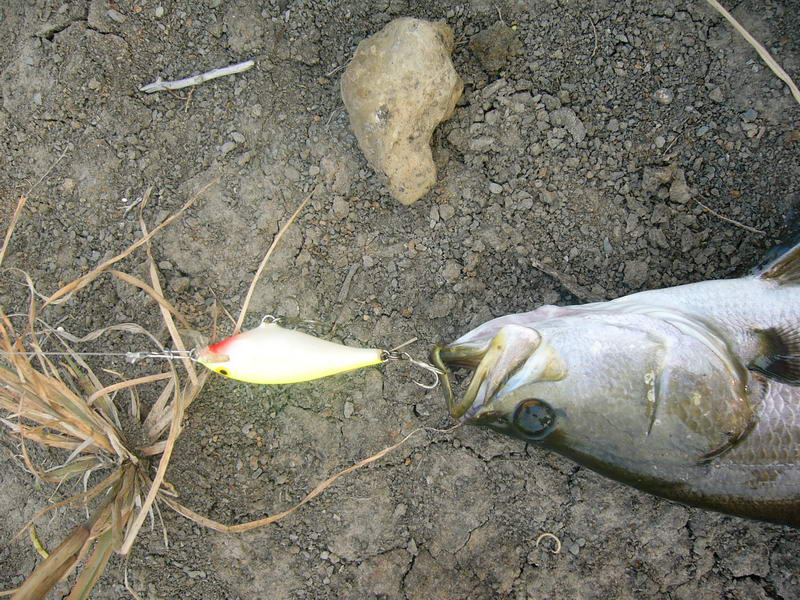 จากผลงานปลาผอม แชดแรฟ สีสางเขียว (ตัวเก่ง) :umh: :umh: :umh: