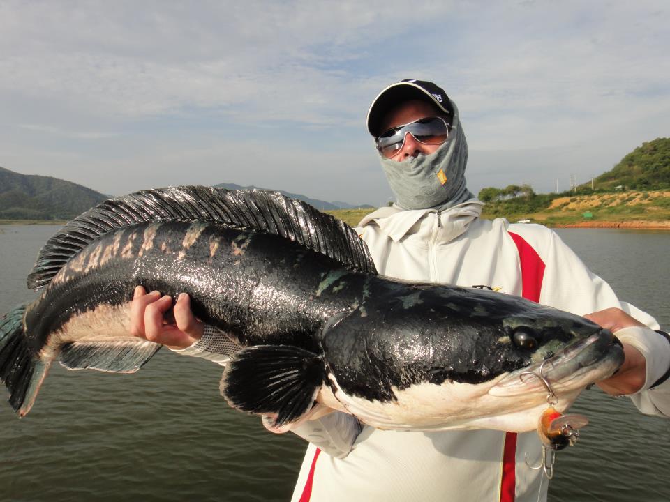9kg Giant Snakehead :grin: :grin: :grin: :grin:
