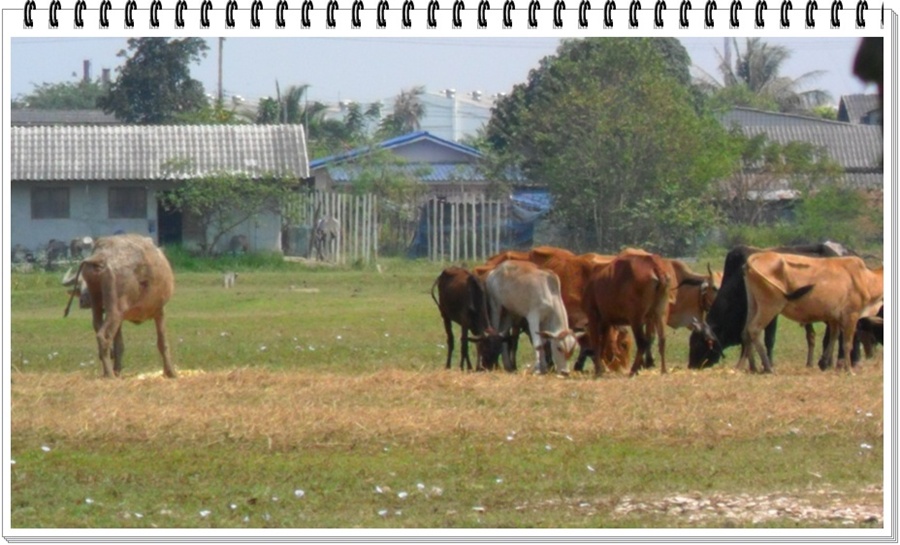    ฝูงวัวออกหากินน้ำค้างจากใบหญ้า กันอย่างอร่อย


[q][i]อ้างถึง: terrorists posted: 22-02-2555, 1