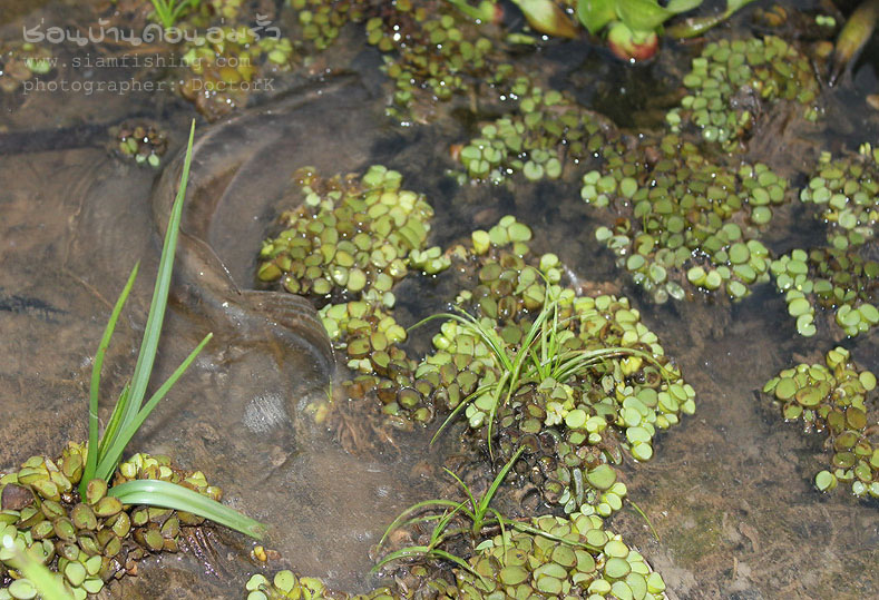 [b]ลากันด้วยภาพนี้ครับ สำเร็จกับภาระกิจ Catch & Release
โอกาสหน้าจะหาทริปยาวกว่านี้มาให้ชมนะครับ
ข