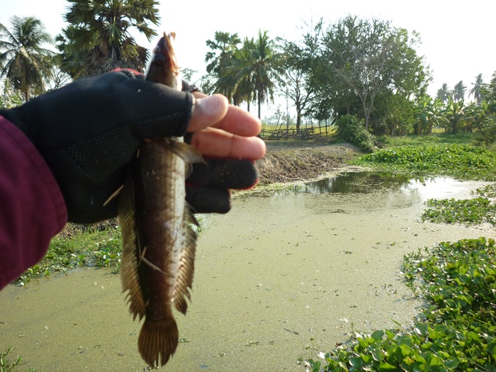[q][i]อ้างถึง: wisoot2499 posted: 25-02-2555, 21:20:38[/i]

[q][i]อ้างถึง: kongfishing posted: 25-