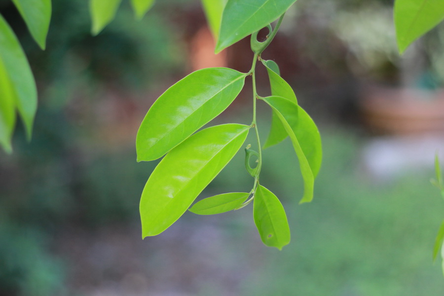 Canon 60D  len 50 fix   F 2.2  speed  1/640 iso 100

มาถ่ายตอนเช้า มันละลายฉากหลังได้สะใจจริงๆเลย 