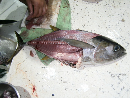 อีกเรื่องนึงครับ น้าที่ไปพม่า เวลาได้ปลาทูน่ามาลองเอา กระเพาะ กับ ตับ มาทำกับข้าวกินดูซิครับ 
ทริฟน