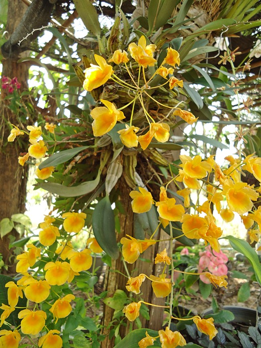 เอื้องผึ้ง..ที่แพ ออกดอก สวยงาม และ ส่งกลิ่นหอม
 :grin: :grin: :grin: :grin: :grin: :grin: :grin: