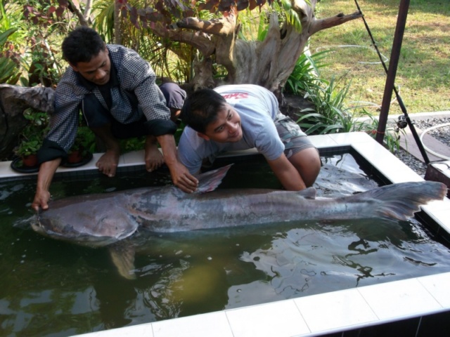 วิลลี่.....หาดใหญ่......กะ........หนังดอง......นานมาแล้ว