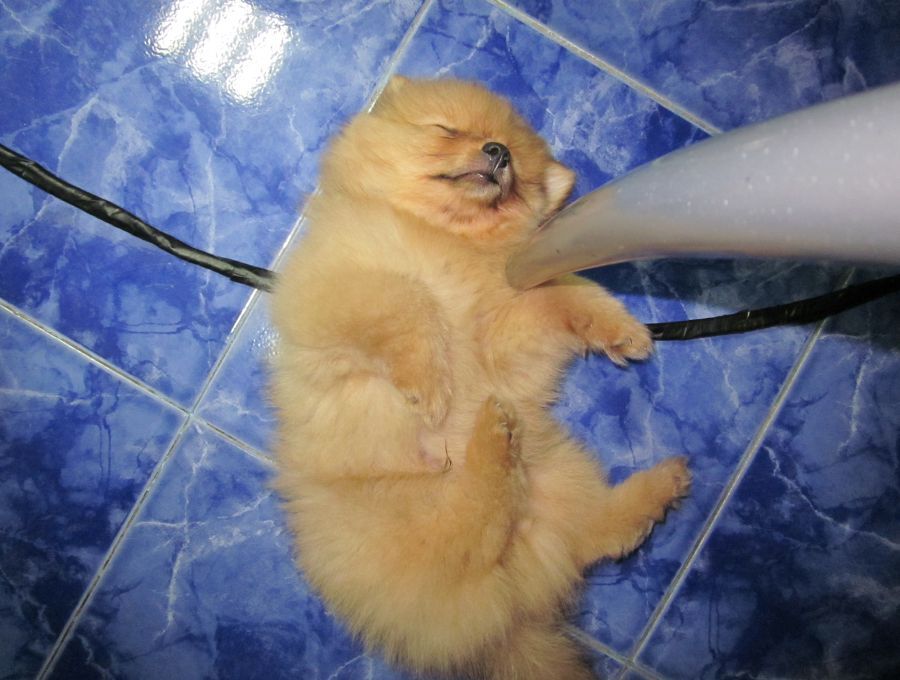 นีก็สมาชิกใหม่ที่บ้านผมครับ หน่วยที่3 มันดื้อจิงเชียว

 :laughing: :laughing: