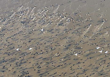ฝูงนกน้ำแห่ง Red River