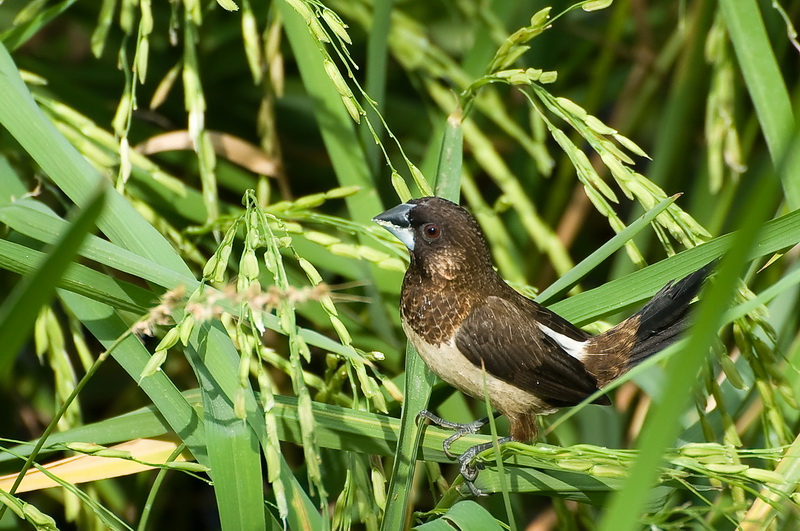 *** ในท้องนา ไม่ได้มีแต่ข้าว ***