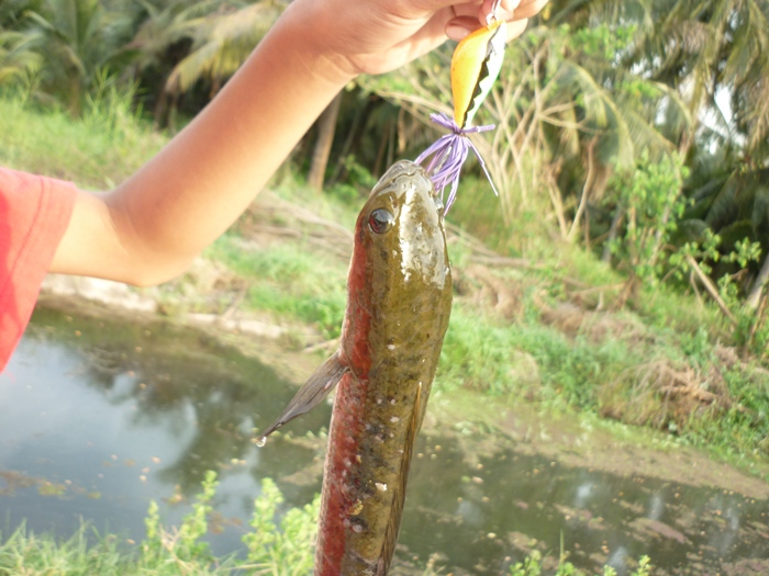 [q][i]อ้างถึง: amobile posted: 03-03-2555, 22:45:26[/i]

[q][i]อ้างถึง: kongfishing posted: 03-03-