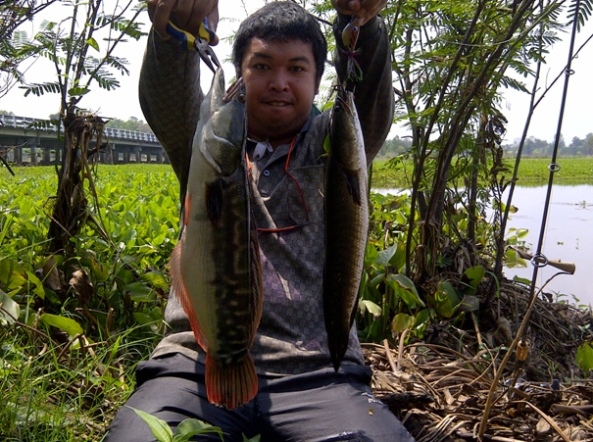 [q][i]อ้างถึง: CT_toy posted: 04-03-2555, 11:34:17[/i]

+++++++++++ครับ น้า  :grin: :cheer: :cheer