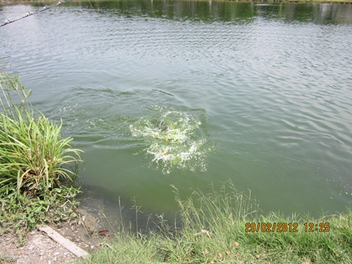 ขอลาด้วยภาพนี้น๊ะครับ.....ลงกระทู้ผิดพลาดประการใด...ขออภัยมา..ณ. ที่นี้ด้วยครับ..... :prost: :prost:
