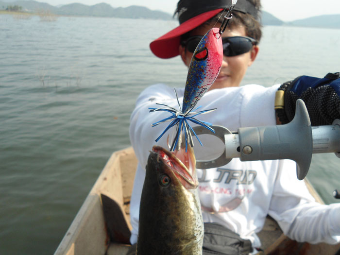 กัด กบ "จุน"  6เซน    เจ้านี้ตีเป็นแต่กบครับ   มือใหม่ 
